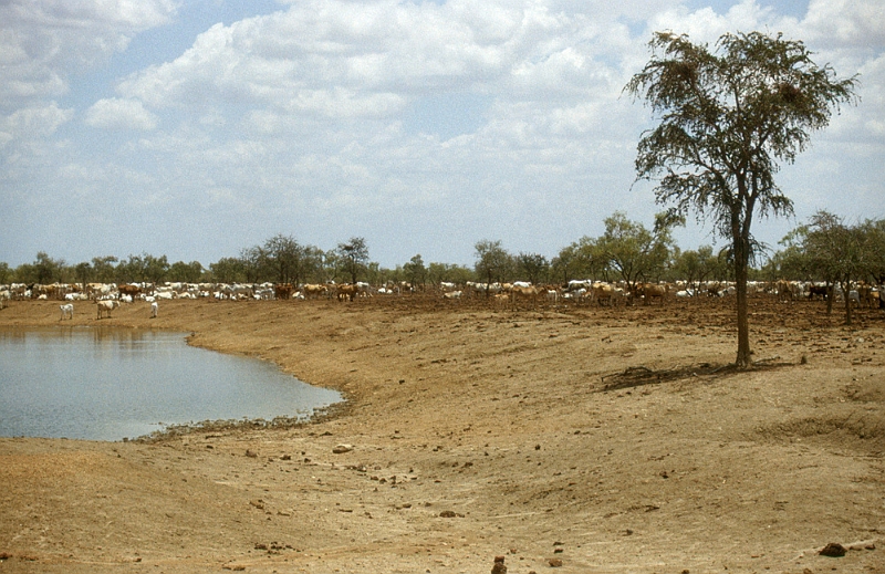 678_Waterpoel met vee, Northern Territory.jpg